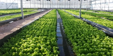 greenhouse-salad-1
