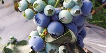 greenhouses-berries-1