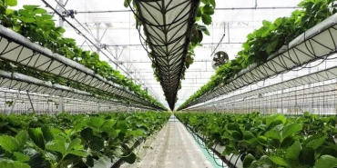 tray-stillage-1_1856526984