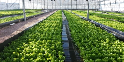 greenhouse-salad-1