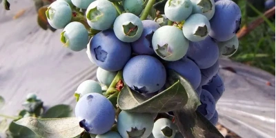 greenhouses-berries-1