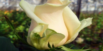 greenhouses_roses_-_2