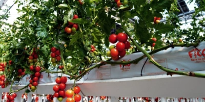 greenhouses_vegetables_-_3