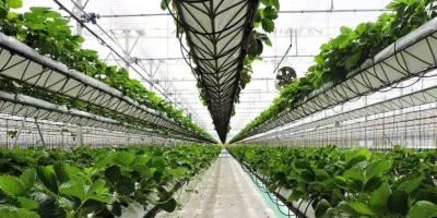 tray-stillage-1_1856526984