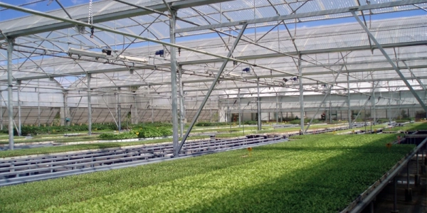greenhouse-salad-2
