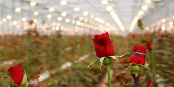 greenhouse_roses_-_1