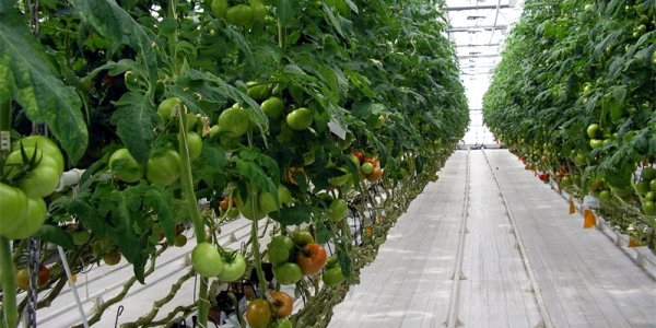 greenhouses_vegetables_-_1