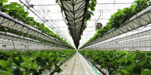 tray-stillage-1_1856526984